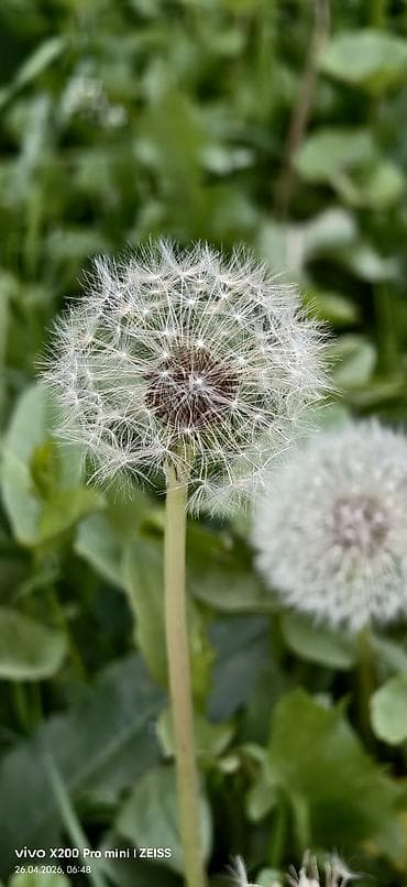 старлинк мини: Vivo X200 Pro mini, Б/у, 256 ГБ, цвет - Серый, 2 SIM — 3