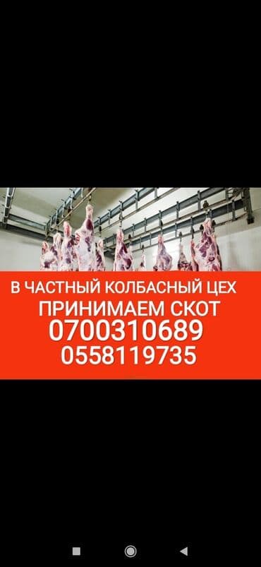 Куплю | Коровы, быки, Лошади, кони, Другие с/х животные | Круглосуточно, Любое состояние, Забитый