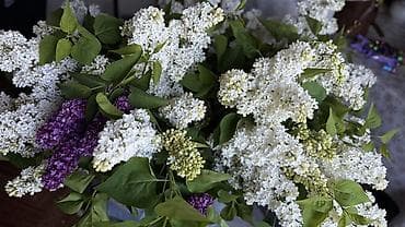 цветы пеларгонии: Срезанные ветви сирени белого цвета — пышные соцветия - Сортовая — 3