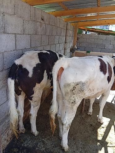 матки пчел: Продаю | Тёлка | Полукровка | Для разведения | Нетель — 2