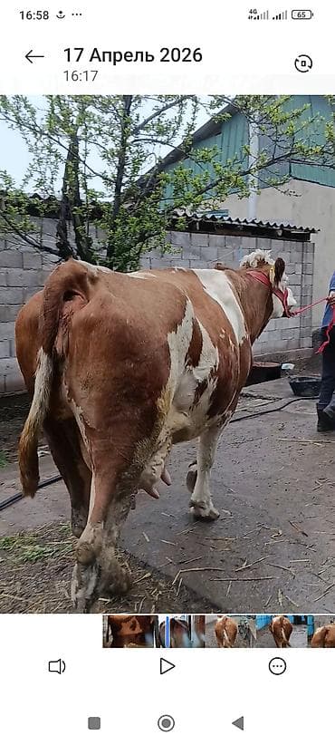 ручной доильный аппарат: Продаю | Корова (самка) | Симментальская | Для молока — 1