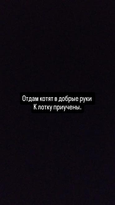 кошка манчкин: Кошка даром: Беспородная, 2 месяца, Девочка — 1
