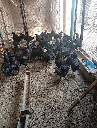 отдам в добрые руки кошку: Продаю кур породы «Джерсинский гигант». 5 месяцев — 1
