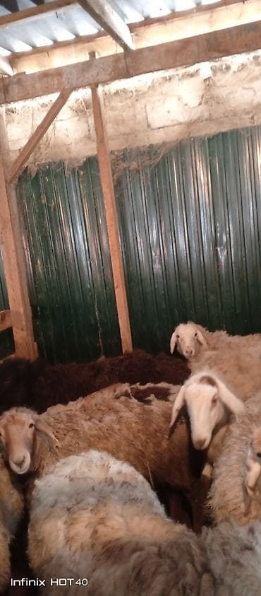 ургачы ит: Сатам | Кочкор (эркек) | Союуга — 6