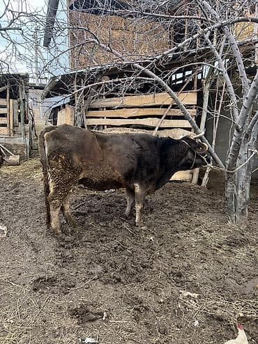 сиамская кошка цена бишкек: Продаю | Корова (самка) | Швицкая | Для молока — 5