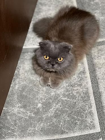Шотландская вислоухая кошка (страйт/фолд) окраса голубой дым. -