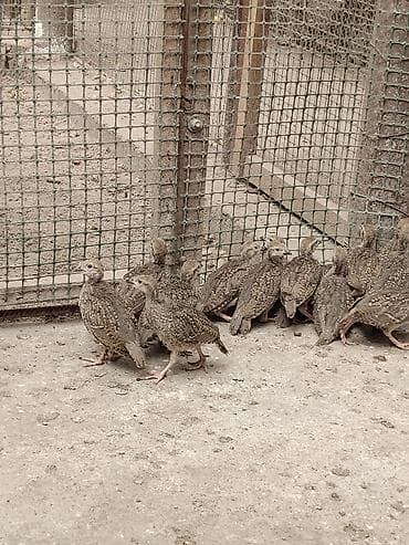 Продаю подростков кекликов lalafo.kg да Продаю подростков кекликов