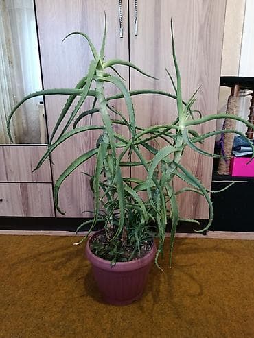 монстера эскилето: Алоэ (крупный куст в горшке) - Декоративно‑лиственное комнатное — 1