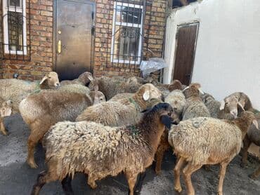 скупка мёда: Продаю | Овца (самка) | Для разведения | Матка — 5