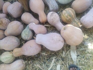 корзинки для фруктов: Ашкабак — 1