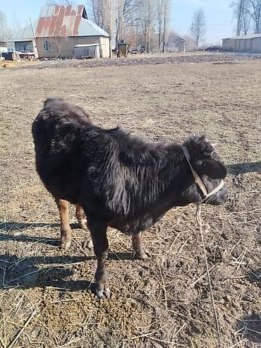 телки швиц: Продаю | Музоо, торпок | На откорм | Привязанные — 4