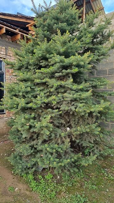 картины на заказ бишкек: Ассалом алейкум сатылат казып кетиш керек — 3