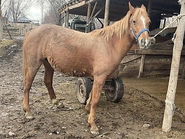 арабский жеребец купить: Продаю | Кобыла (самка) | Дончак | Для разведения | Племенные — 4