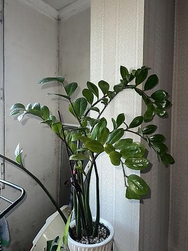 аглаонемы: Фикус в огромном горшке 4000 сом Замиокулькас 3000 сом Аглаонема в — 4
