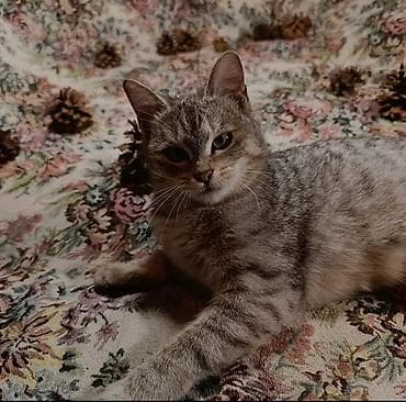 лапа: Девочка — 1