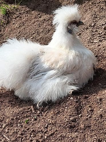 дакан цыплят: Продам кур порода - китайская шелковая. Данная порода характеризуется — 2