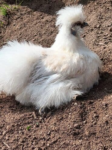 гидропонный зеленый корм цена: Продаю | Петух, Куры — 7