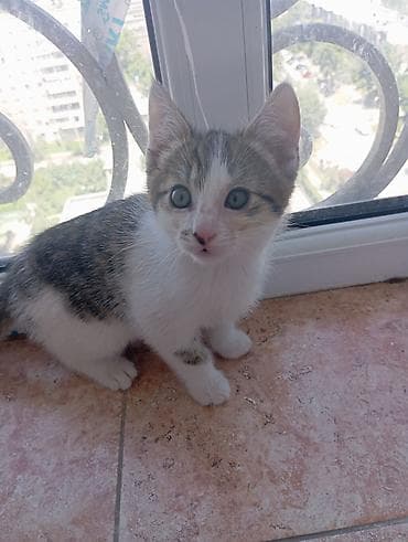 котята отдам в хорошие руки: Беспородная, 2 месяца, Мальчик, Приучена к лотку — 1