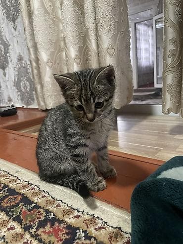 Продажа кошек: Котята, домашние. Описание: - Возраст на фото: примерно 1,5–2 месяца — 3