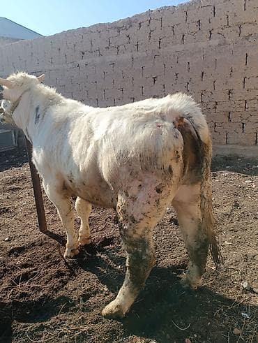 на племя: Продаю | Бык (самец) | Швицкая, Бельгийская | На откорм, Для разведения | Племенные, Осеменитель, Искусственник — 2