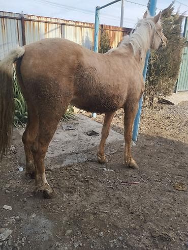 ош ишкаван: Сатам | Байтал | Союуга — 7