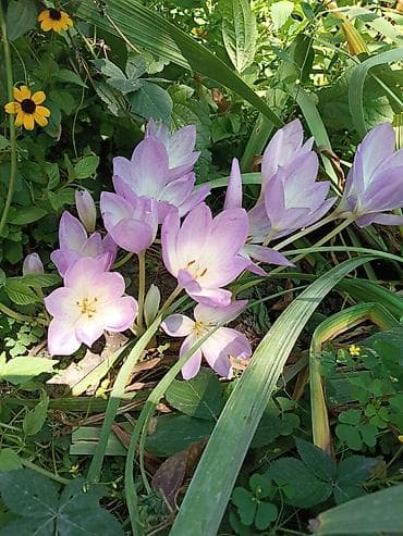 вьющиеся цветы: Продаю декоративные растения НЕДОРОГО . Почаопокровные — 10