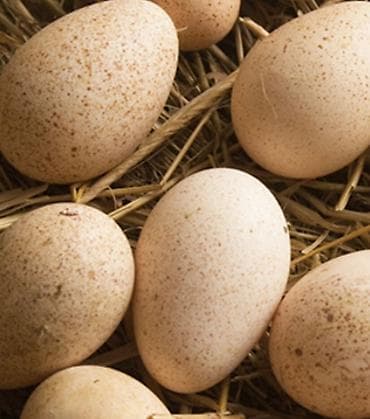 Куплю инкубационные индюшачие яйца