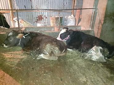 Другие животные: Продаю | Бык (самец) | Полукровка | Привязанные — 1