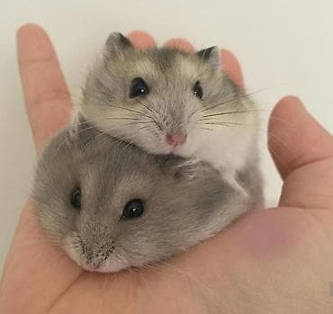 Башка жаныбарлар: ПРОДАЮ ДЖУНГАРСКИХ И СИРИЙСКИХ ХОМЯЧКОВ,А ТАК ЖЕ — 1