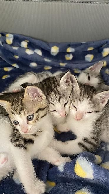 кошка шатланский: Американская короткошёрстная, 2 месяца, Мальчик, Приучена к лотку — 4