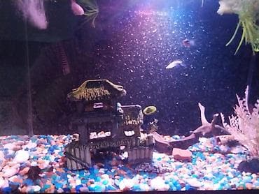 золотые рыбки: Аквариумный комплект для домашних рыб - Стеклянный аквариум — 1