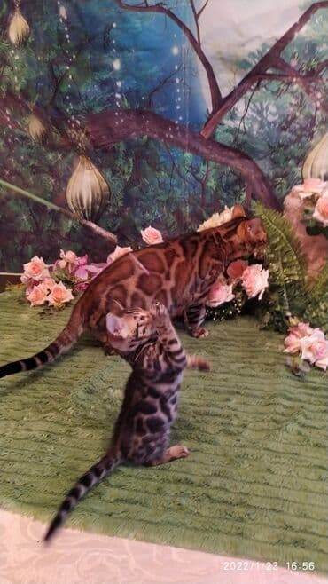 куда можно отдать собаку в бишкеке: Бенгальская, 2 месяца, Девочка — 22