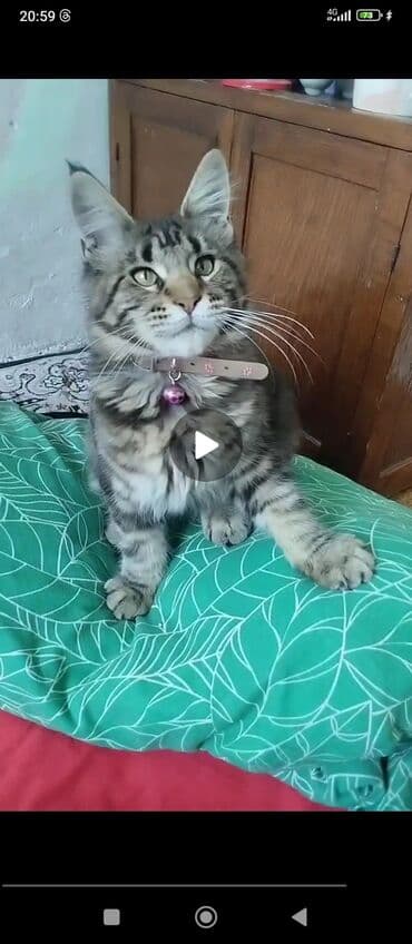 объявления о найденных животных: СРОЧНО! Пропала кошка на видео в районе пишпека на улице М.лущихина90 — 1