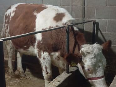купить кошку в бишкеке: Продаю | Корова (самка) | Для молока — 6