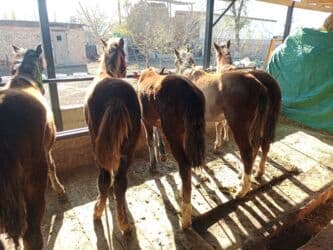 сколько стоит английский бульдог: Продаю | Жеребенок | Кара Жорго | Для разведения | Племенные — 5