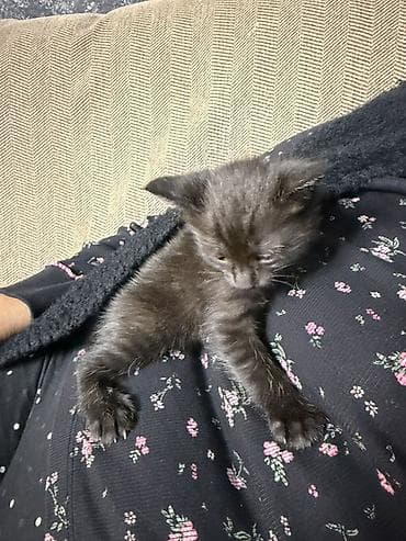 Очаровательный черный котёнок - Окрас: однотонный чёрный с лёгким at lalafo.kg Очаровательный черный котёнок - Окрас: однотонный чёрный с лёгким