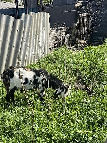 карликовая коза: Продаю | Коза (самка) | Нубийская | На забой, Для разведения, Для молока | Племенные, Котные, Осеменитель — 2