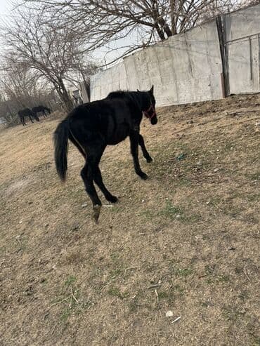 связи с переездом: Продаю | Жеребенок | Для разведения — 5
