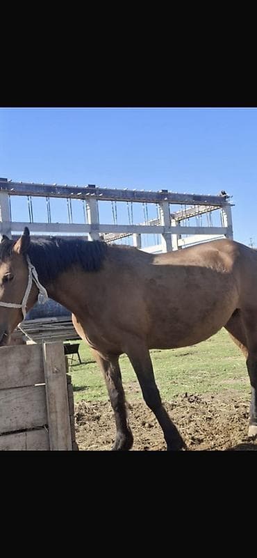 отдам животных в хорошие руки: Продаю | Кобыла (самка) | Для разведения — 3