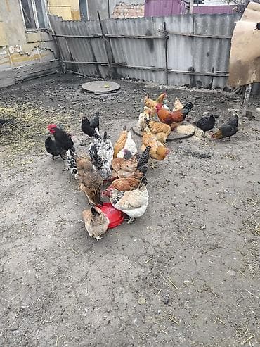 тай кант: Продаю | Куры | Несушки — 2
