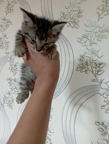 рэгдолл кошка цена: Котёнок, классический тигровый окрас (коричневый табби) с чёрными — 3