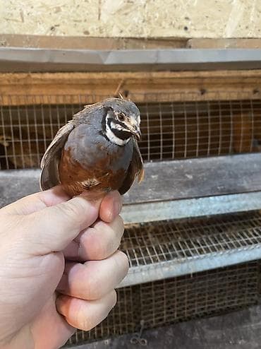 кормовые насекомые: Инкубационные яйцо китайских расписных перепелок - Породы/окрасы — 8