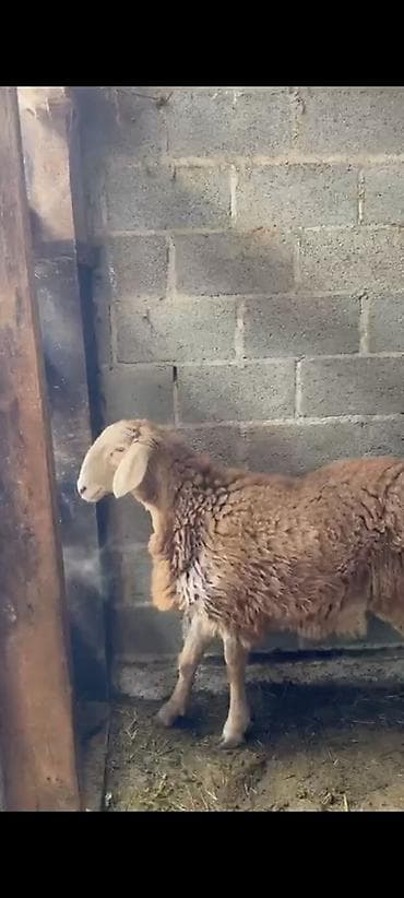 буудай баасы бишкек 2023: Сатам | Козу | Арашан | Көбөйтүү үчүн | Асыл тукумдуу — 2