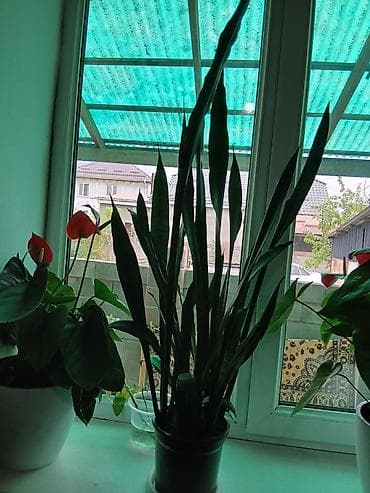 сансевиерия зеленая: Сансевиерия (сансевиерия трифасциата, «щучий хвост») в декоративных — 8