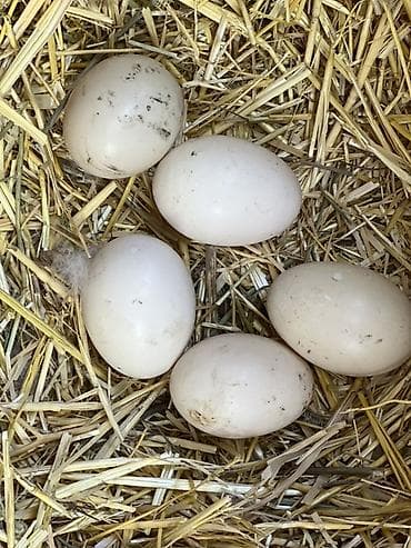 куры бишкек: Утиные яйца - Натуральные утиные яйца светлого цвета, овальной формы — 2