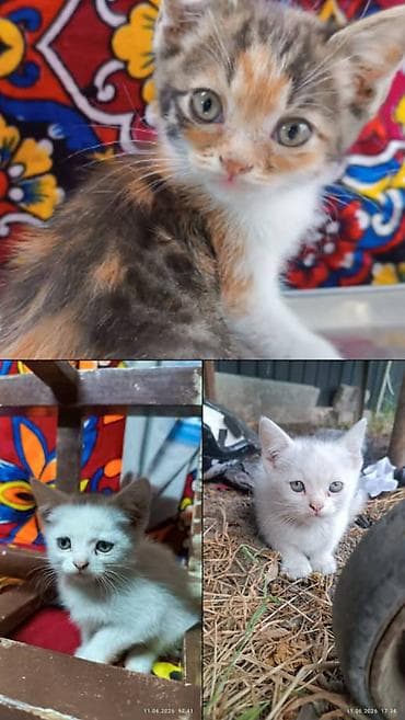 Отдам котят в добрые руки им по 2 месяца кушают все! мама шотландка