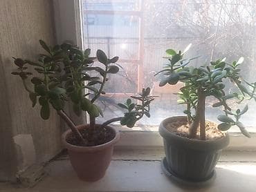 Кийимге кам көрүү жана сактоо: Продаю денежные деревья, за 2 шт 600с — 3