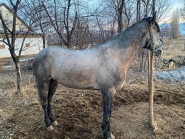 каракол мал базар 2021: Продаю | Конь (самец) | Кара Жорго | Конный спорт — 1