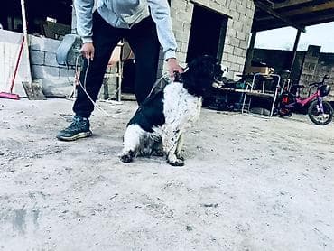 стерилизация собак бишкек цена: Спаниель, 1 жаш, Эркек — 5