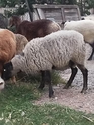 Продаю | Овца (самка), Баран (самец) | Романовская | Для разведения at lalafo.kg Продаю | Овца (самка), Баран (самец) | Романовская | Для разведения